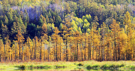 林業產業40年轉型升級之路 從傳統到數字化的華麗轉身