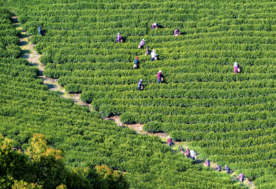 春茶與科技 宜興陽羨春茶開采與電子產品銷售的雙重節奏